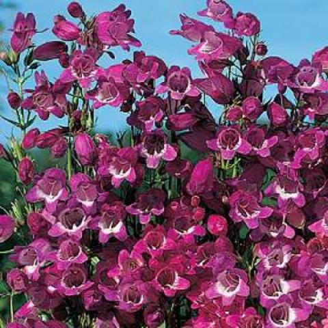 Penstemon 'Miniature Bells', dark lavender tubular flowers