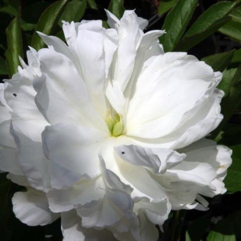 Paeonia Avalanche, white blousy semi-double flower