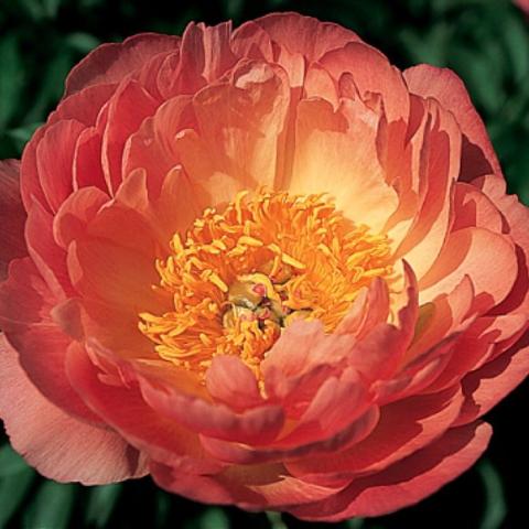 Paeonia Coral Sunset