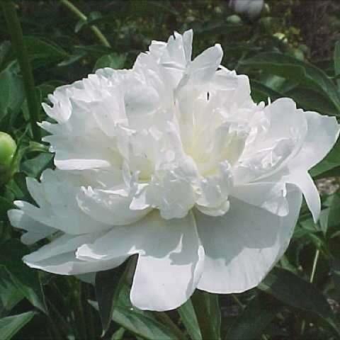 Peony 'Duchess de Nemours', large double white flower