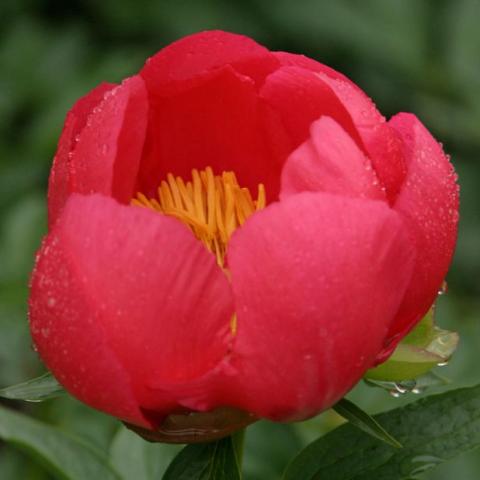 Paeonia 'Flame' bright reddish cupped pink singles with yellow centers