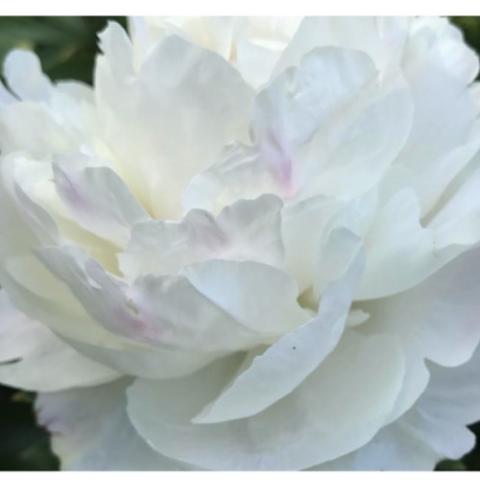 Paeonia Gardenia, double white flower