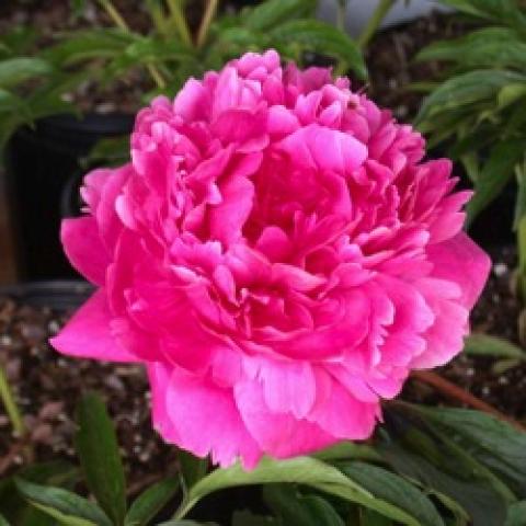 Paeonia Kansas, intense pink double, no center visible