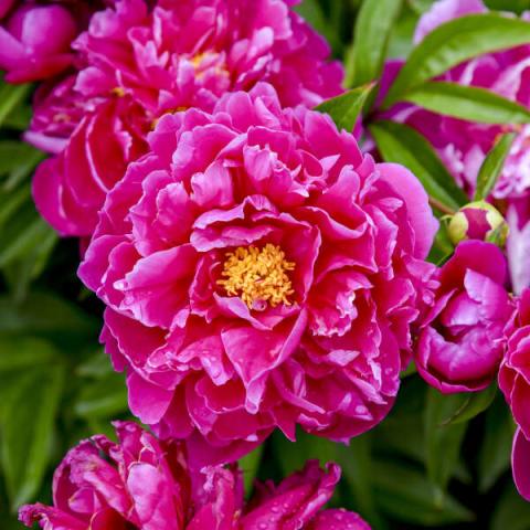 Paeonia Karl Rosenfield, dark pink double peony