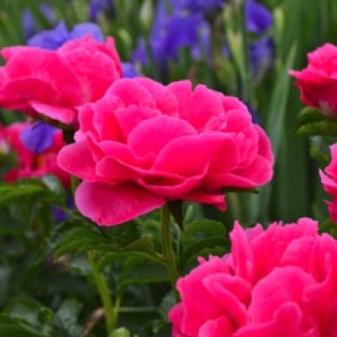 Paeonia Paula Fay, wide, flat dark pink rose-like flowers