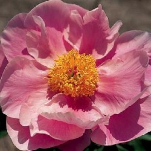 Peony Pink Cupcake, open pink flower with cupped petals, small gold center