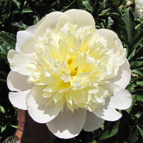 Paeonia Primevere, white guard petals and light yellow ruffled center