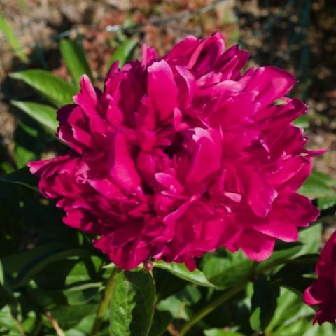 Paeonia Red Magic, raggedy double pinkish red flower