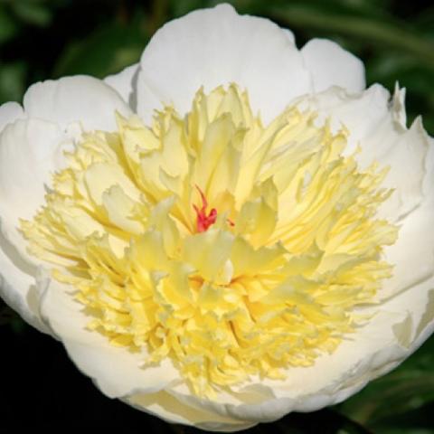 Peony Sunshine Festival, white outer petals, yellow bomb center