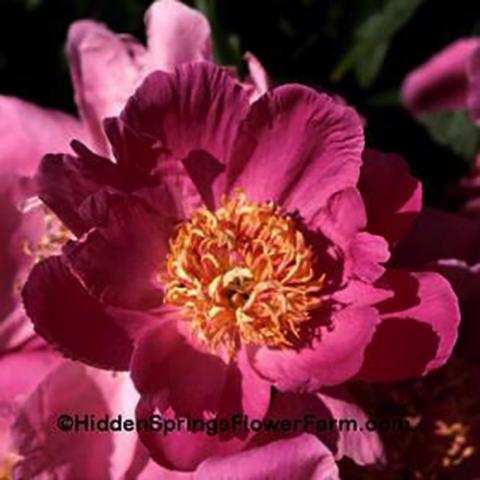 Paeonia Vera Tischler, single pink flowers with gold centers