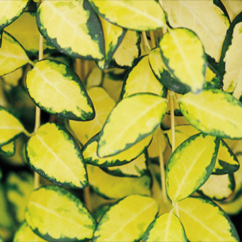 Vinca 'Ilumination', bright yellow leaves with dark green edges