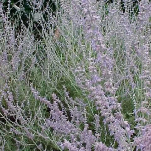 Perovskia 'Filigran', tiny lavender flowers on silver stems