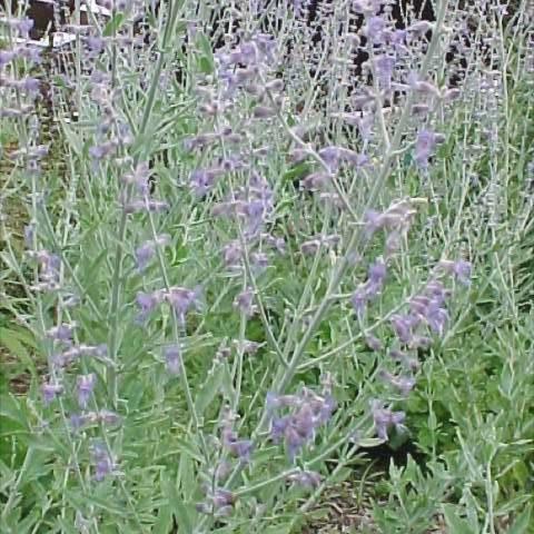 Perovskia ' Little Spire', small lavender flowers on silver stems
