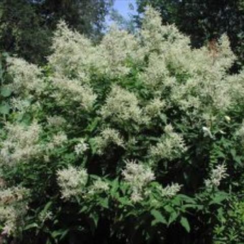 Persicaria polymorpha, clouds of white conical flowers