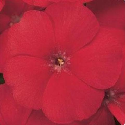 Single bloom of Scarlet Flame Phlox subulata, bright red