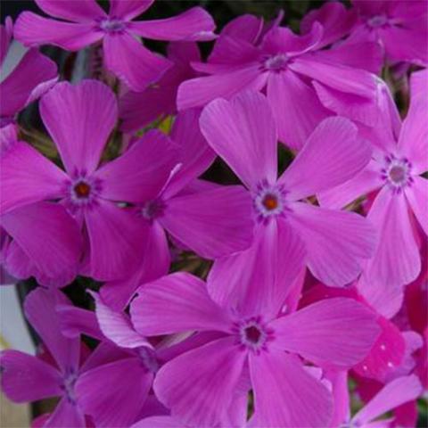 Phlox, Drummond's Pink, magenta flat 5-petaled flowers