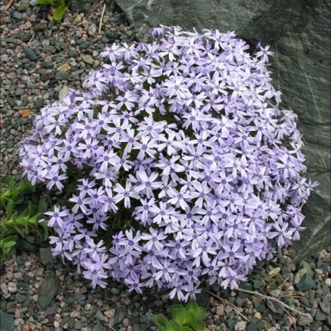 Phlox 'Oakington Blue Eyes', circular mound of small lavender flowers