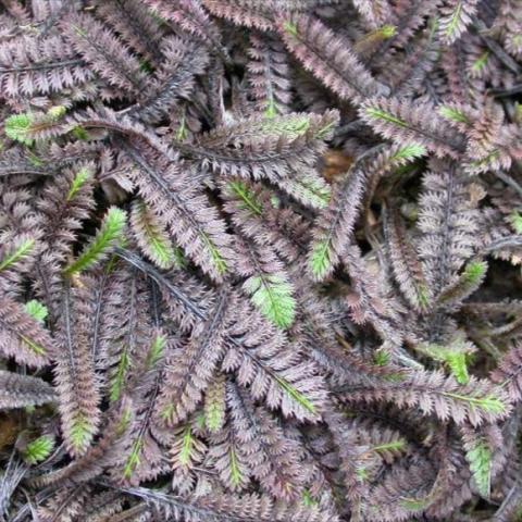 Leptinella 'Platt's Black', dark purple and green leaves like little fish