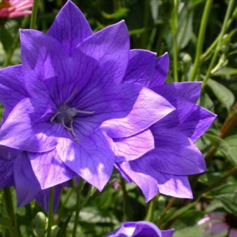 Platycodon 'Hakone Double Blue', blue-violet double star flowers