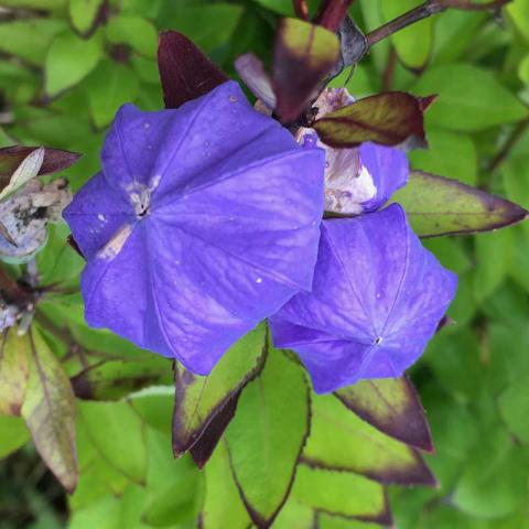 Platycodon Komachi, blue-purple unopened balloon flowers 
