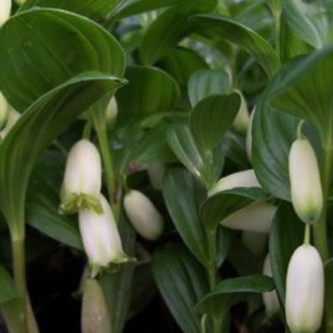 Polygonatum humile, white pendant bell flowers, arching green stems