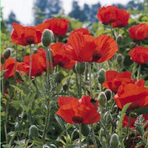 Papaver 'Allegro', bright red poppies