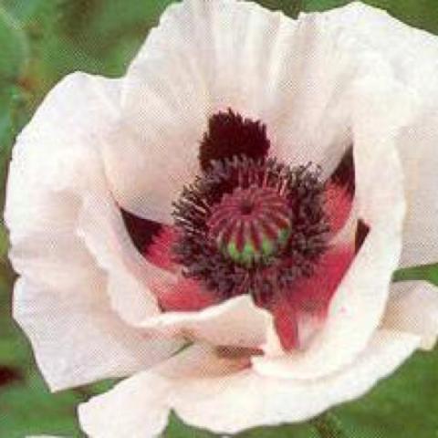 Papaver 'Royal Wedding', cream petals and purple centers