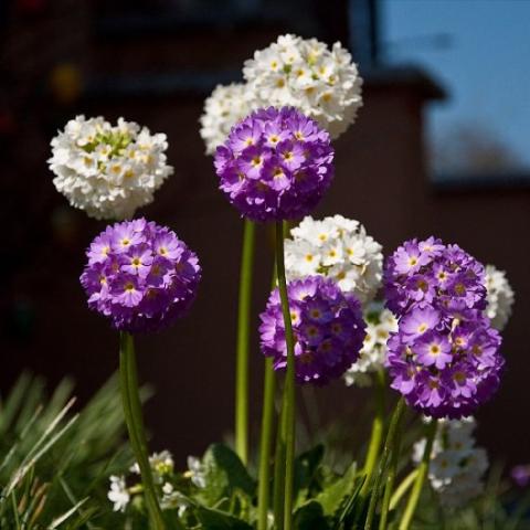 Drumstick primroses, purple and white balls fo flowers