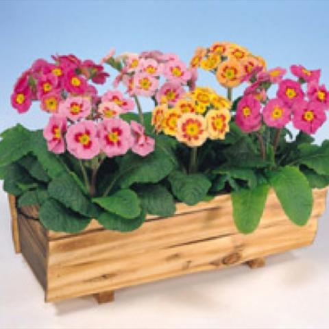 Primula 'Pacific Giants Mix' multiple colors of primroses