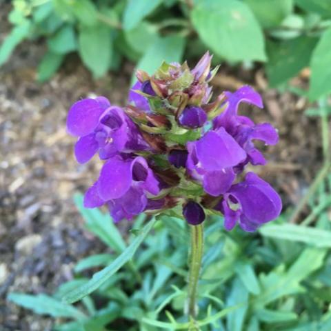 Prunella Bella Blue, blue-violet hooded flowers