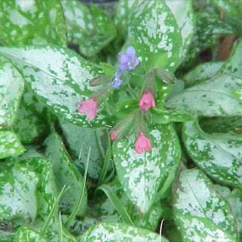 Pulmonaria 'Majeste', green leaves with silver splotches, pink and blue flowers