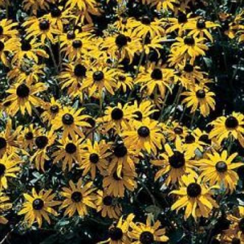 Rudbeckia 'Goldsturm' classic black eyed susan