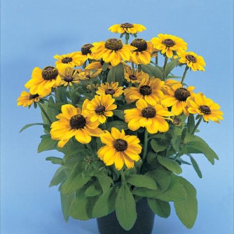 Rudbeckia 'Toto Gold' large yellow black eyed susans