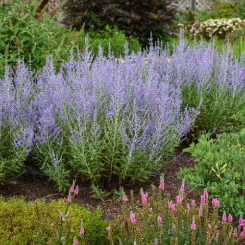 Salvia Blue Jean Baby, light lavender clouds of small flowers on upright stems