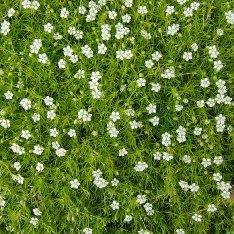 Sagina subulata, green fine foliage and tiny white flowers