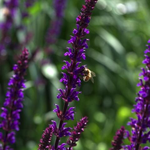 Salvia Caradonna, dark purple flowers on upright spikes