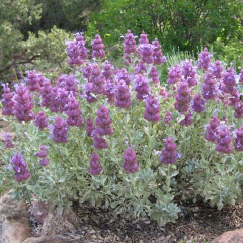 Salvia pachyphylla, dark lavender fat spikes of flowers, gray-green foliage