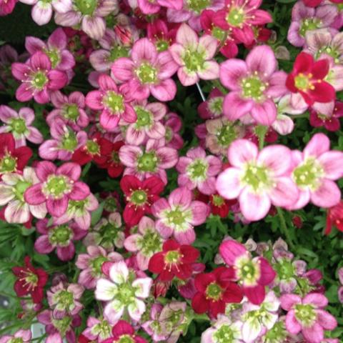 Saxifraga Rocco Red, small flowers in white, pink, and red, yellow eyes