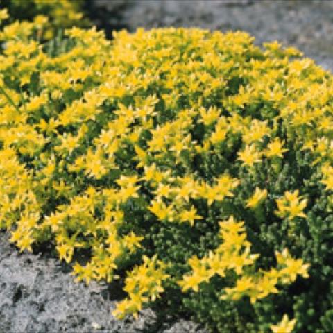 Sedum acre 'Gold Carpet', carpet of yellow flowers