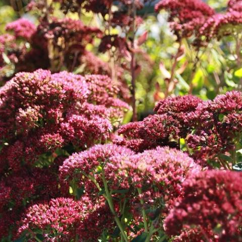 Sedum Autumn Fire, dusky rose dense flower heads