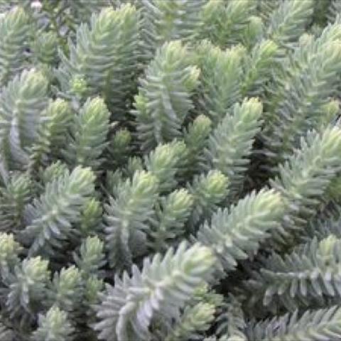 Sedum 'Blue Spruce', gray-blue-green succelent needles