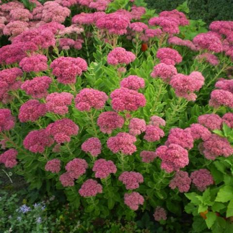 Sedum Brilliant, bright green foliage and dusky pink dense flower heads