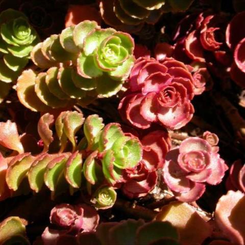 Sedum 'Fuldaglut', green and red leaves