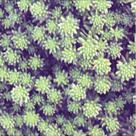 Sedum grisbachii, tiny green leaves in groups