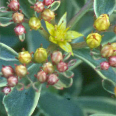 Variegated Sedum kamtchatka, green leaves with white edges, yellow flowers