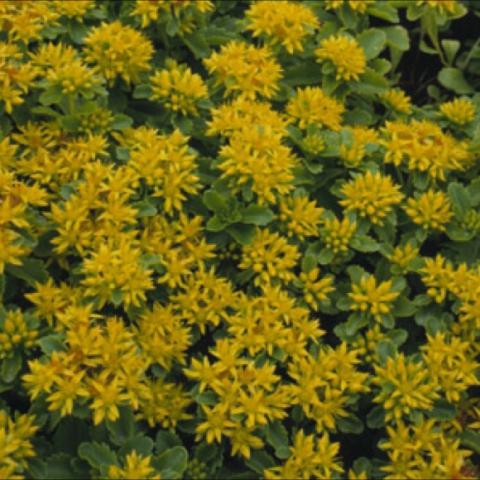 Kamtchatka Stonecrop, yellow flowers