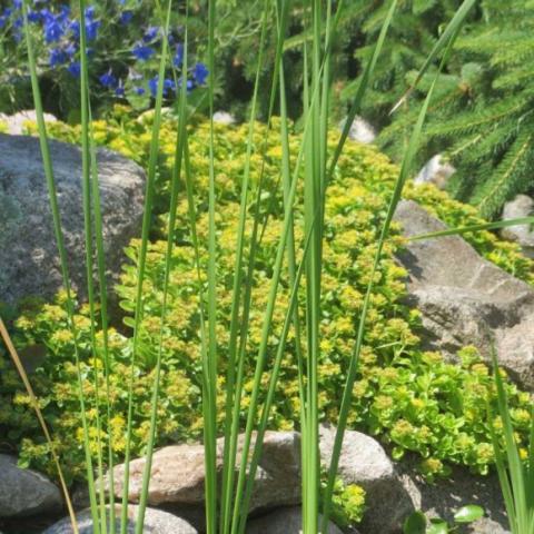 Sedum Lemon Drop, yellow flowers on spreading green plants