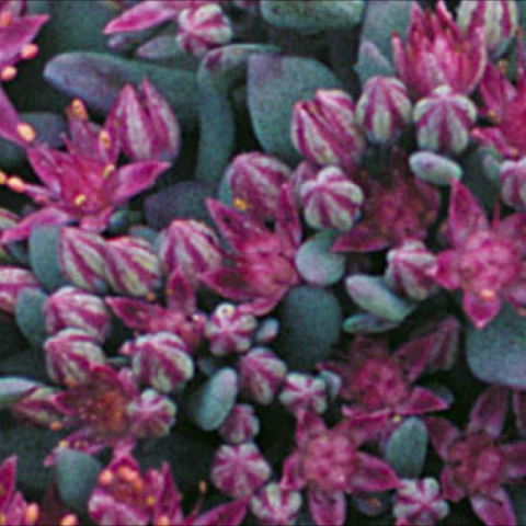 Sedum cauticola 'Lidakense', blue-green-gray leaves, pink flowers