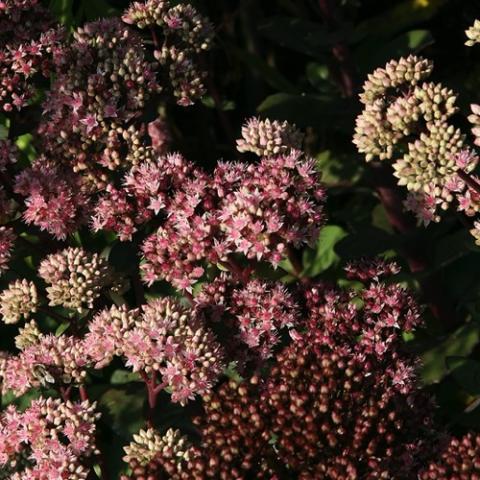 Sedum Matrona, dusky pink flowers in different hues