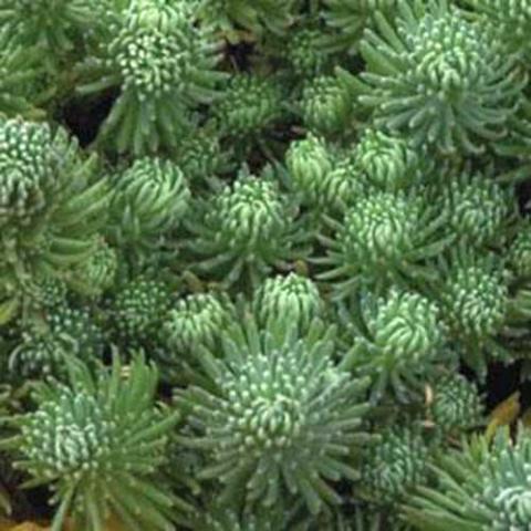 Sedum Oracle, blue-green needles in thick clusters